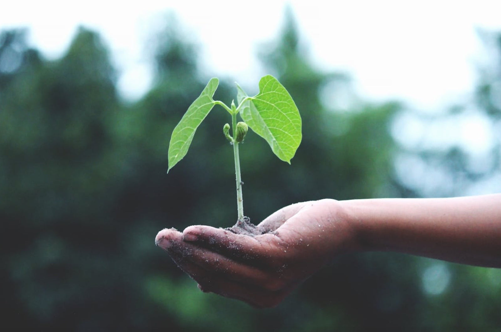 Candy and Sustainability: Examining Environmental Practices in the Confectionery Industry